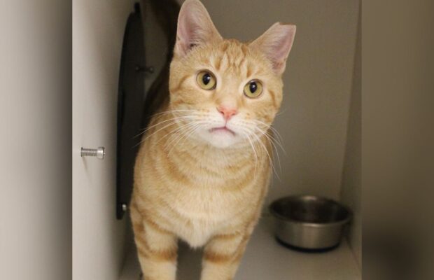 PET OF THE WEEK: Meet Peaches, a sweet domestic shorthair PET OF THE WEEK: Meet Peaches, a sweet domestic shorthair