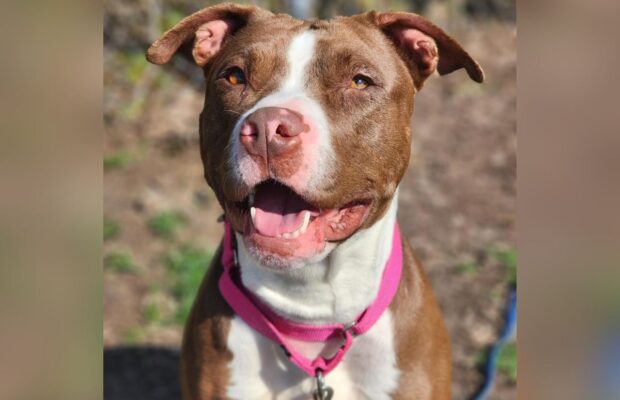 PET OF THE WEEK: Say bonjour to Paris, the pitbull terrier mix PET OF THE WEEK: Say bonjour to Paris, the pitbull terrier mix