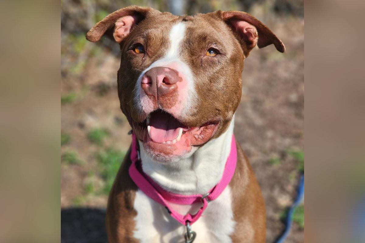 PET OF THE WEEK: Say bonjour to Paris, the pitbull terrier mix | WIXY.com