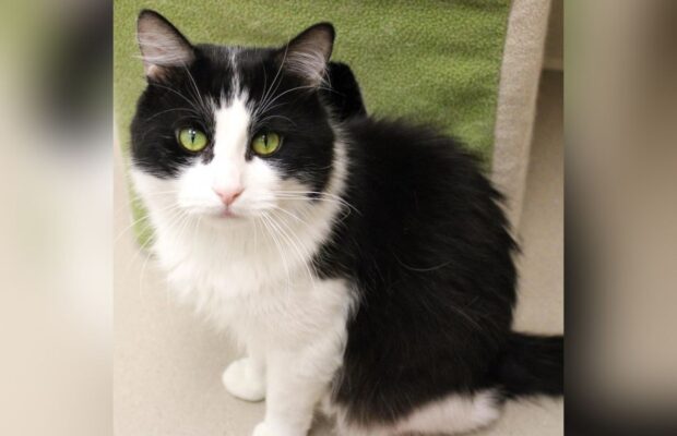 PET OF THE WEEK: The sweet dometic medium hair!