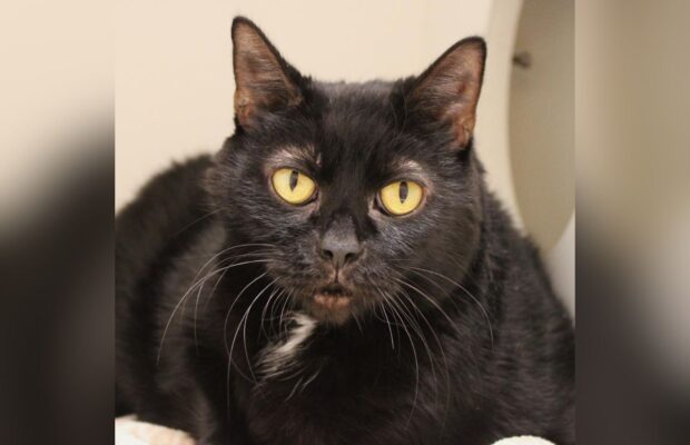 PET OF THE WEEK: Meet Snooki, the fabulous domestic shorthair