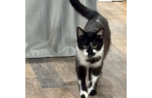 Pet of the Week: Meet Bandit, the affectionate, purring machine