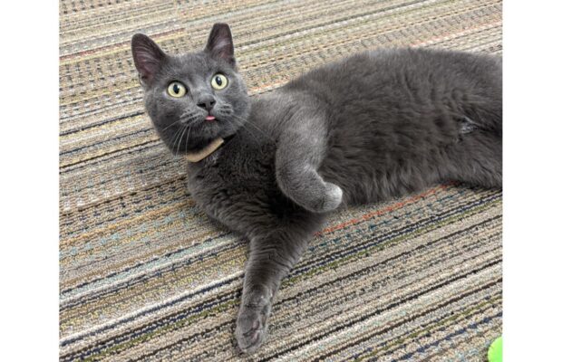 PET OF THE WEEK: Sweet Lace wanted belly rubs and headbutts from Nicole PET OF THE WEEK: Sweet Lace wanted belly rubs and headbutts from Nicole