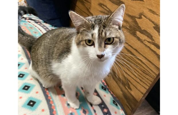 Pet of the Week: Meet Chubby, who loves everyone and doesn’t live up to his name