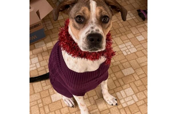 PET OF THE WEEK: Meet Baby, the sweetest Beagle/Healer mix