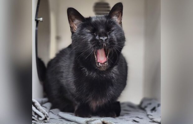 PET OF THE WEEK: Meet Wednesday, a shy black cat PET OF THE WEEK: Meet Wednesday, a shy black cat