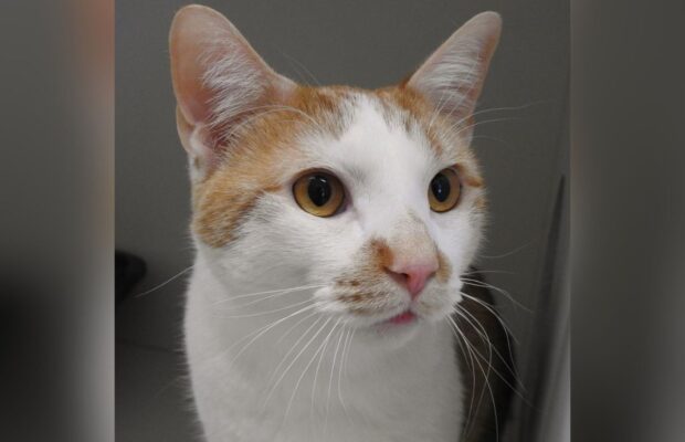 PET OF THE WEEK: Meet Casey, the cute Domestic Shorthair