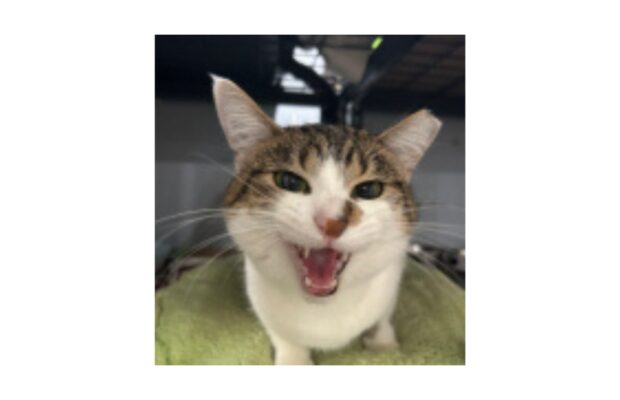 Holly the “Zoomie Queen” seeks a one-cat home filled with fun and affection