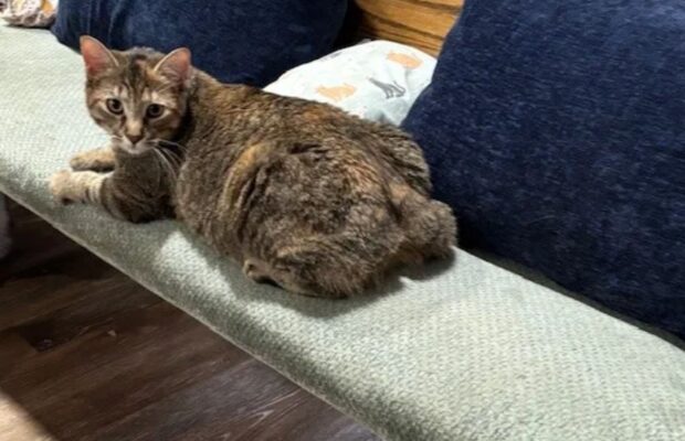Pet of the Week: Meet Honey, the soft, tail-less, curious, little girl
