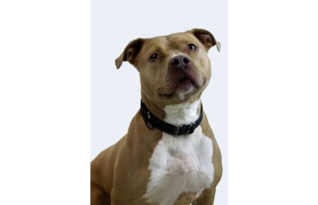 Pet of the Week: Kane is still looking for his forever home