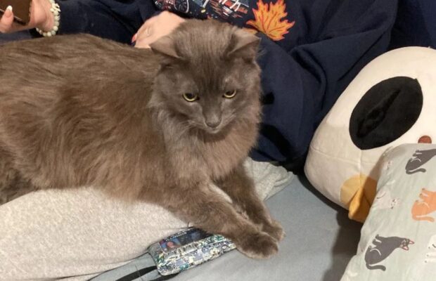 PET OF THE WEEK: Meet McFlurry, the 20-pound lap cat! PET OF THE WEEK: Meet McFlurry, the 20-pound lap cat!