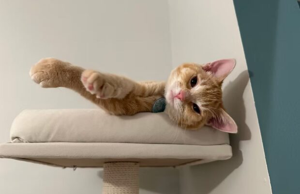 PET OF THE WEEK: WIXY helped more than 100 animals find forever homes!