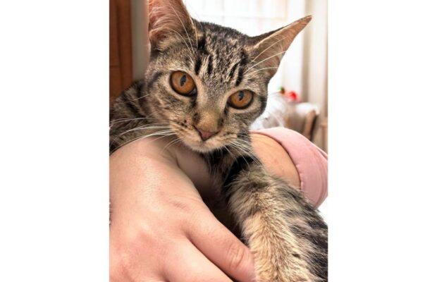Pet of the Week: Meet Stella, a green/yellow-eyed girl who loves to be held