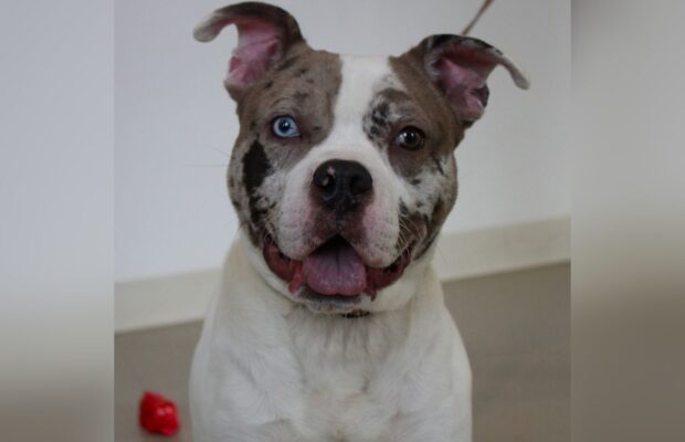 PET OF THE WEEK: Meet Miss Pink, an adorable bundle of joy PET OF THE WEEK: Meet Miss Pink, an adorable bundle of joy