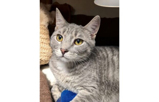 PET OF THE WEEK: Meet Tony, the beautiful tabby who wants to sit in the sun PET OF THE WEEK: Meet Tony, the beautiful tabby who wants to sit in the sun