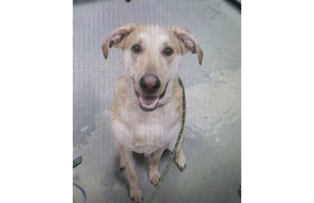 PET OF THE WEEK: His sweet and gentle nature makes him a perfect addition to any family PET OF THE WEEK: His sweet and gentle nature makes him a perfect addition to any family