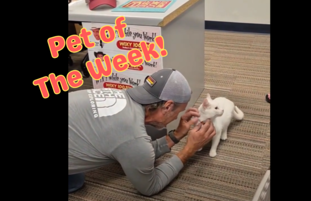 Pet of the Week: Meet Fitzy!