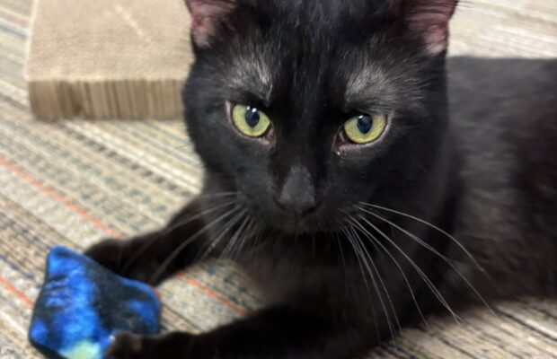 Pet of the Week: Meet Ash Pet of the Week: Meet Ash